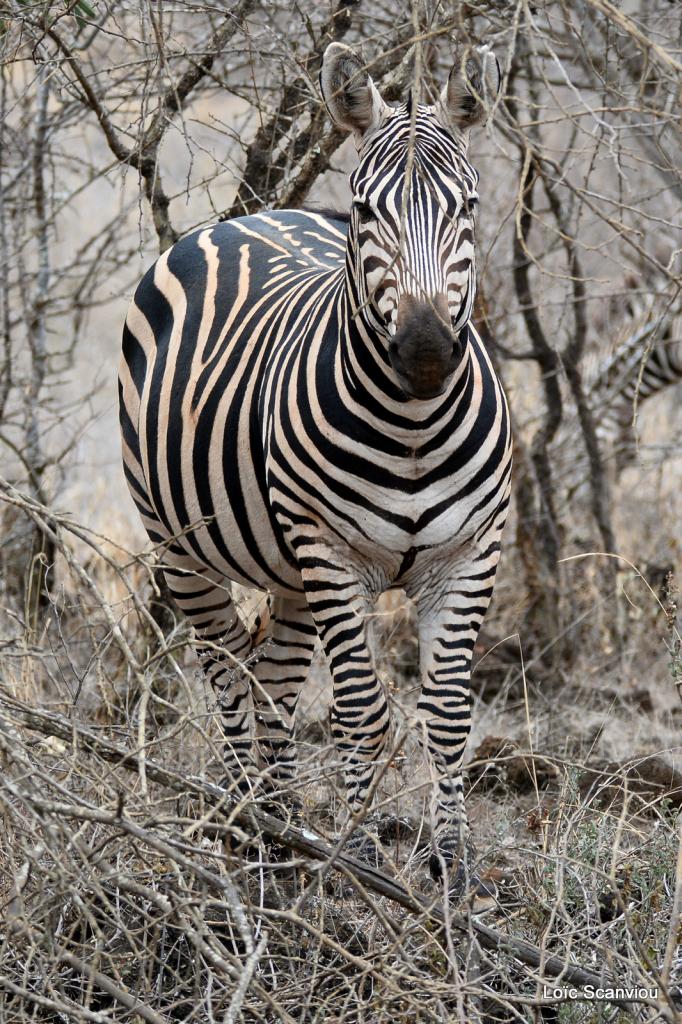 Zèbre/Zebra (7)