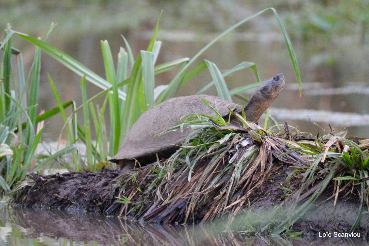 Tortue/Tortoise (1)