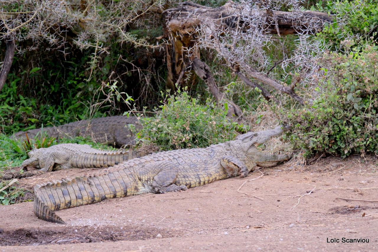 Crocodile (11)