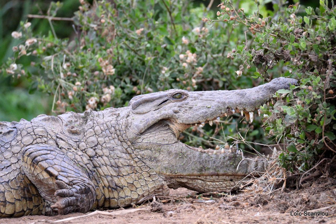 Crocodile (12)