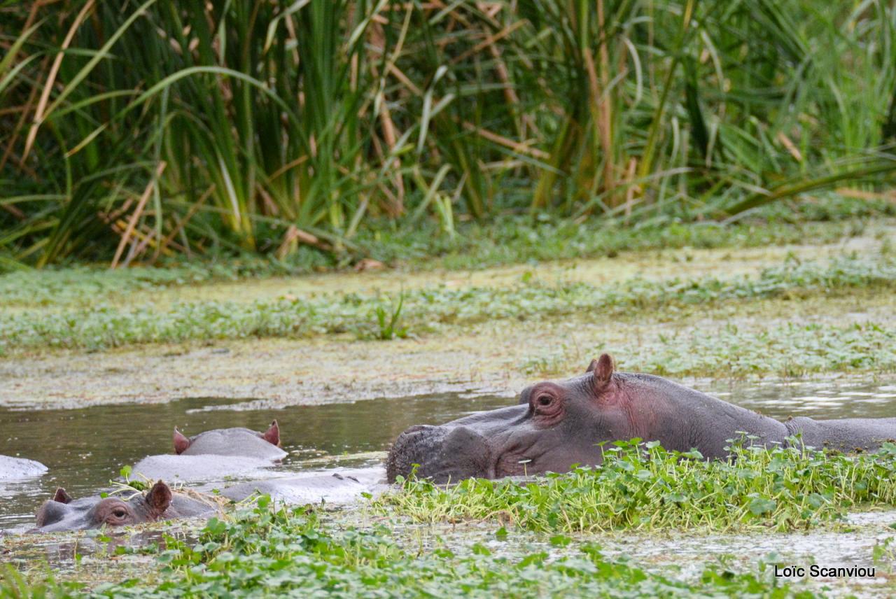 Hippopotame/Hippopotamus (2)