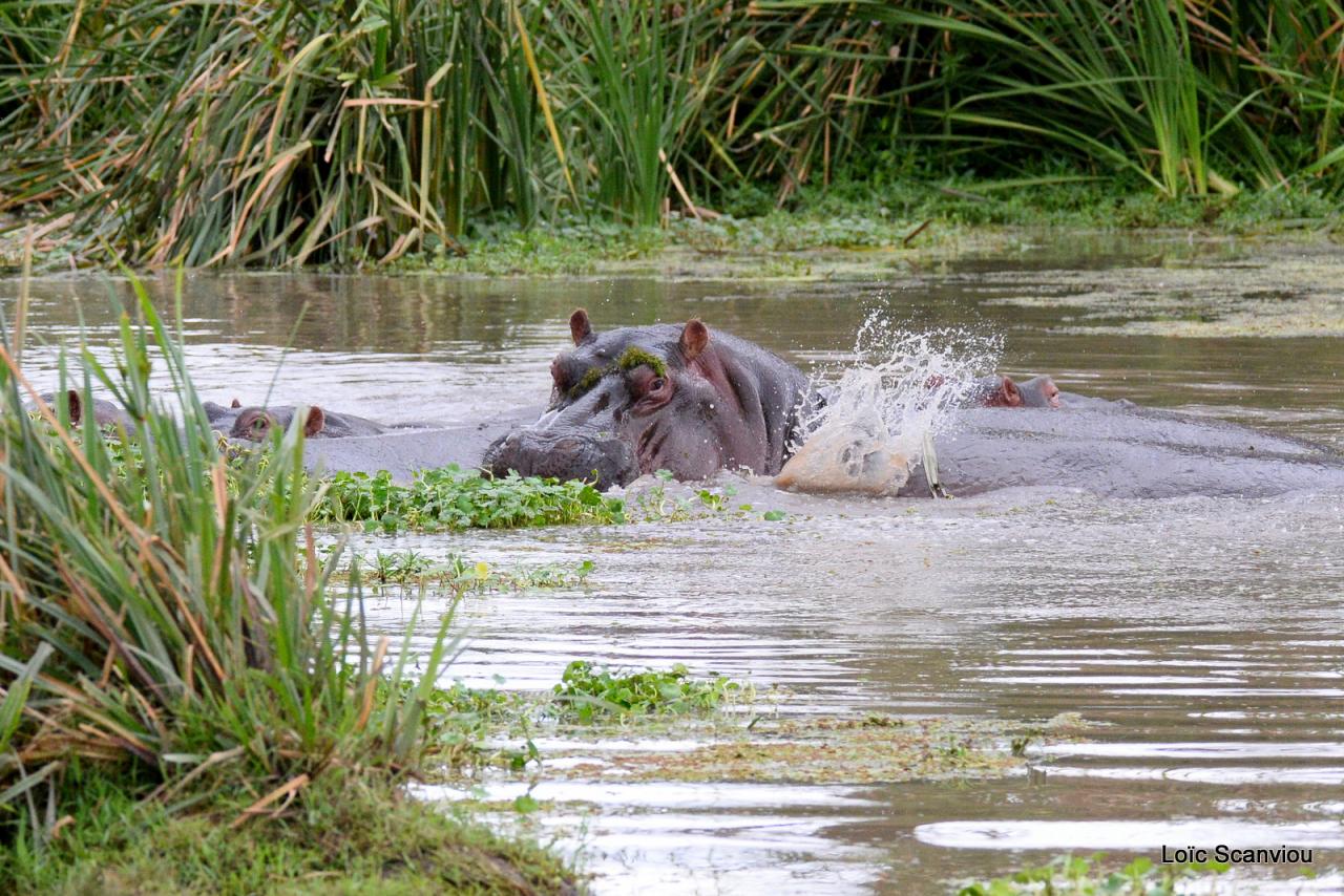 Hippopotame/Hippopotamus (3)