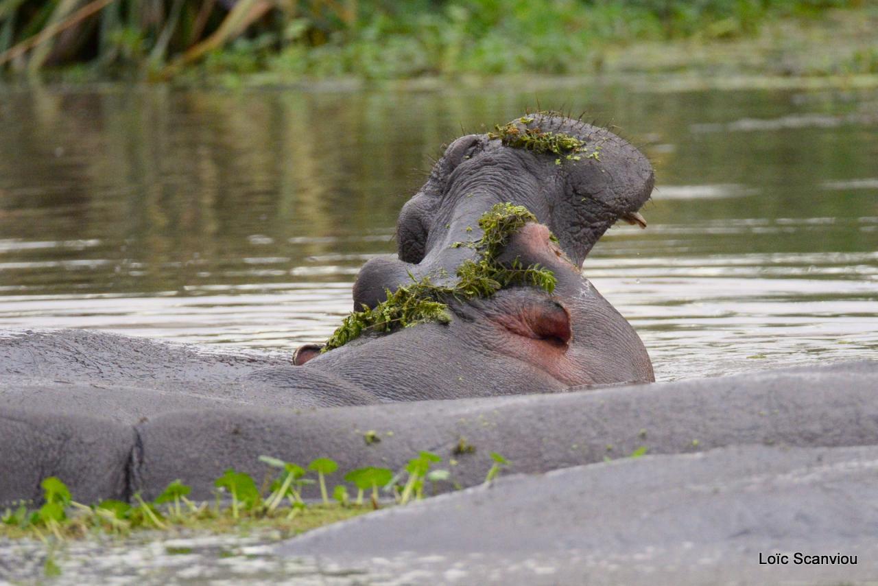 Hippopotame/Hippopotamus (4)
