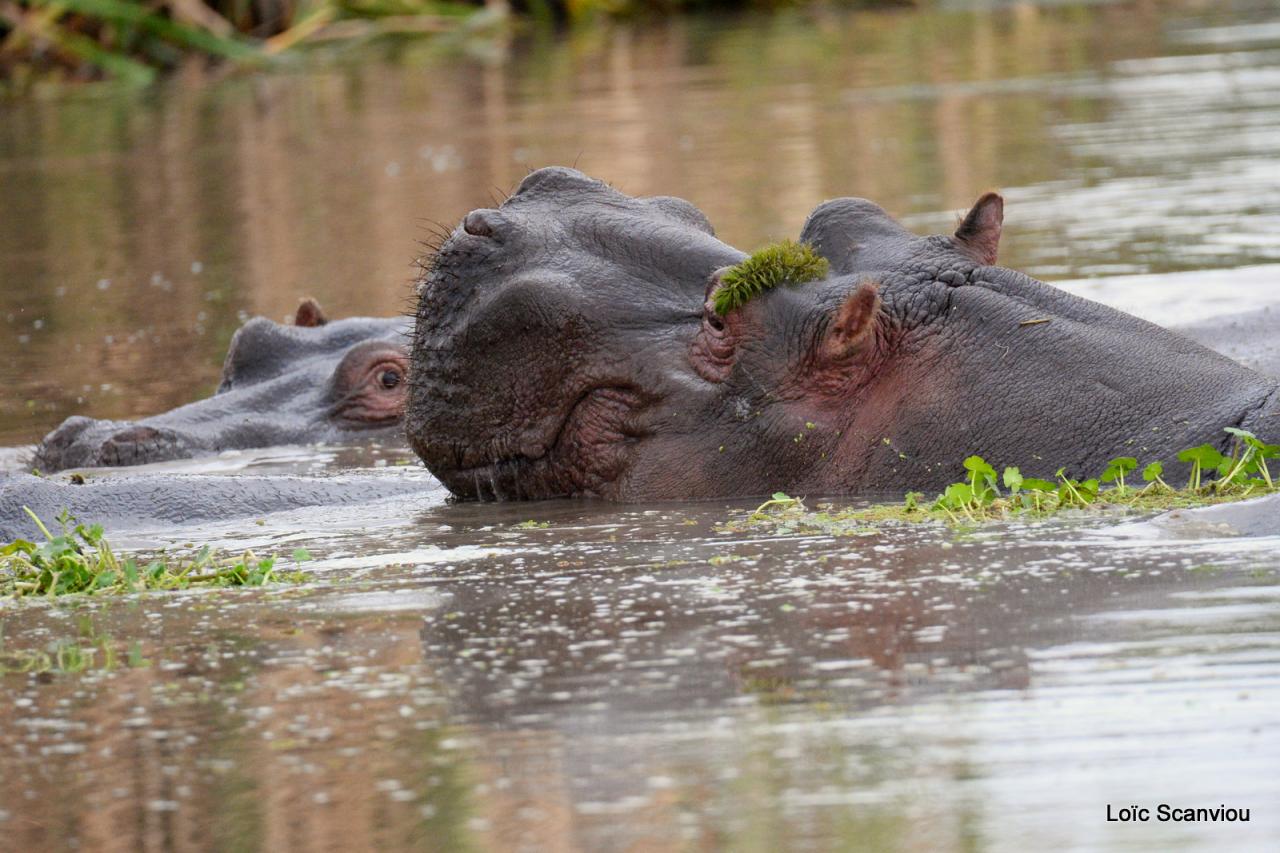 Hippopotame/Hippopotamus (5)