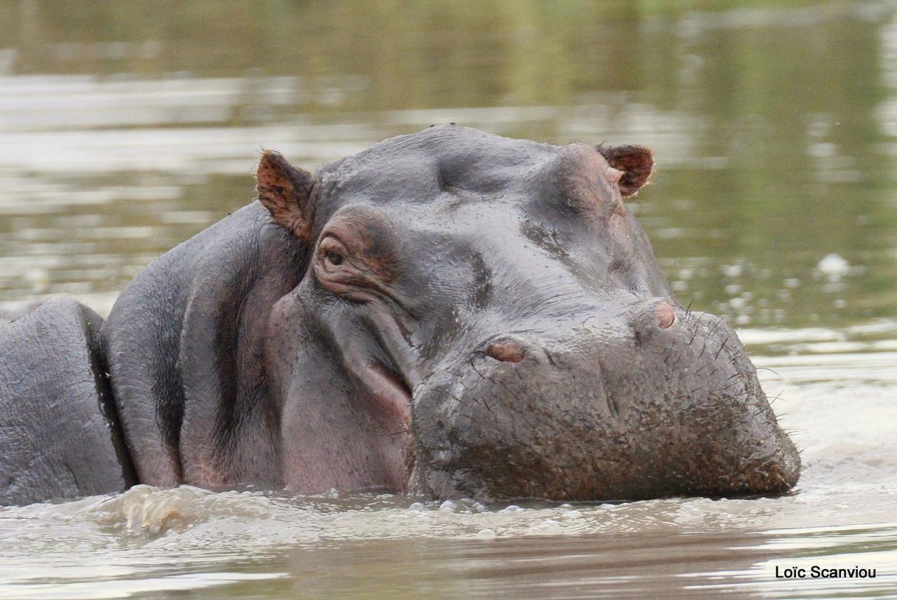 Hippopotame/Hippopotamus (6)