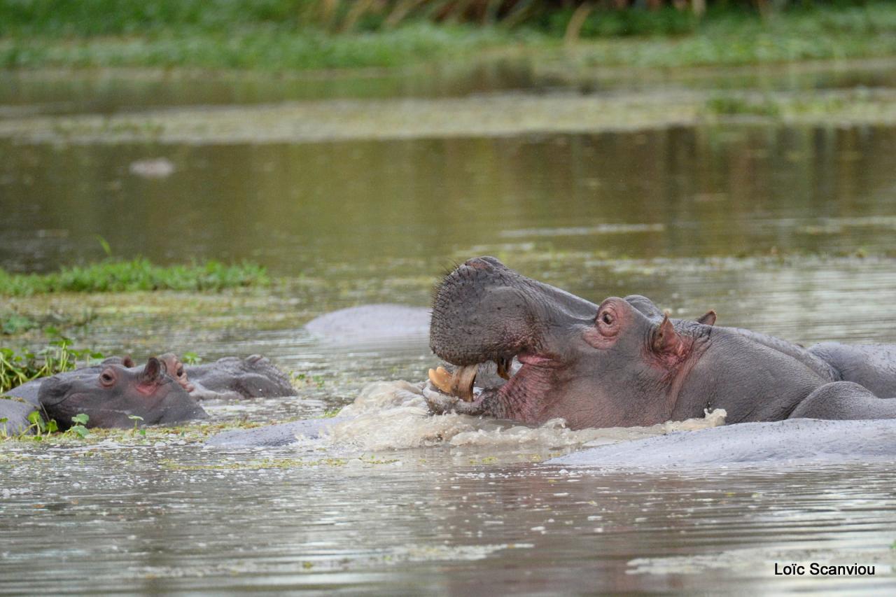 Hippopotame/Hippopotamus (7)