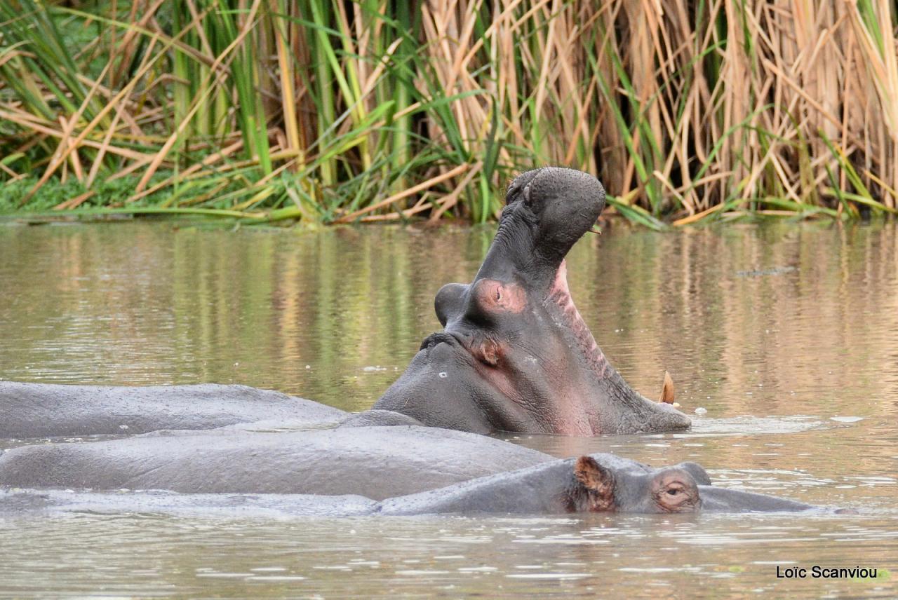 Hippopotame/Hippopotamus (8)