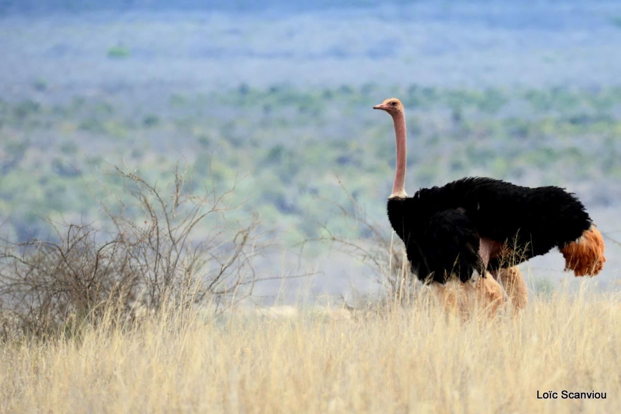 Autruche/Ostrich (1)