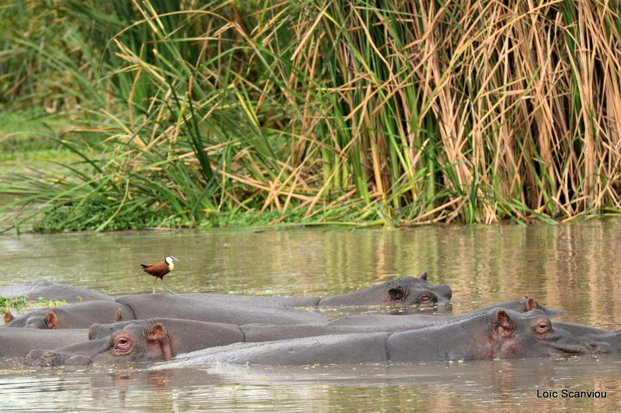 Hippopotame/Hippopotamus (11)