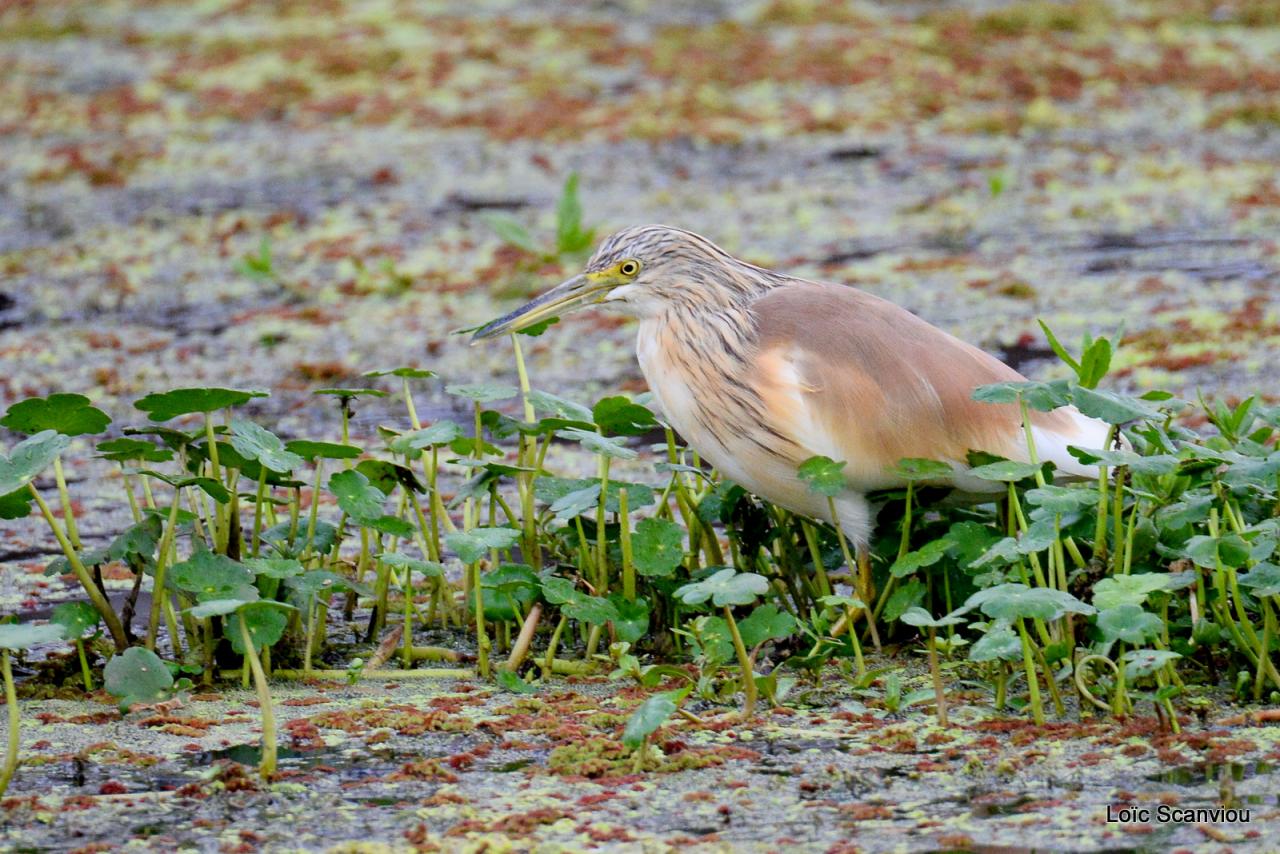 Crabier chevelu/Common Squacco Heron (1)