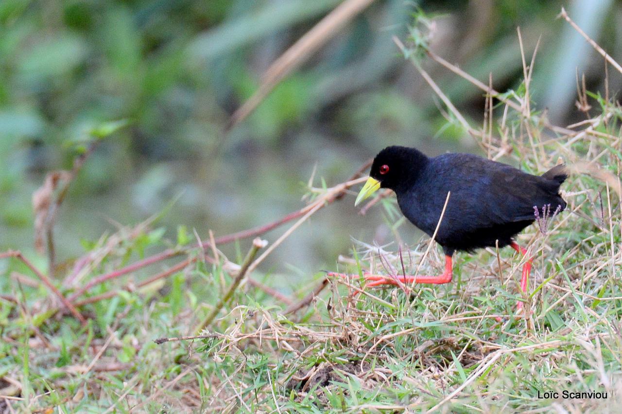 Râle à bec jaune/Black Crake (1)