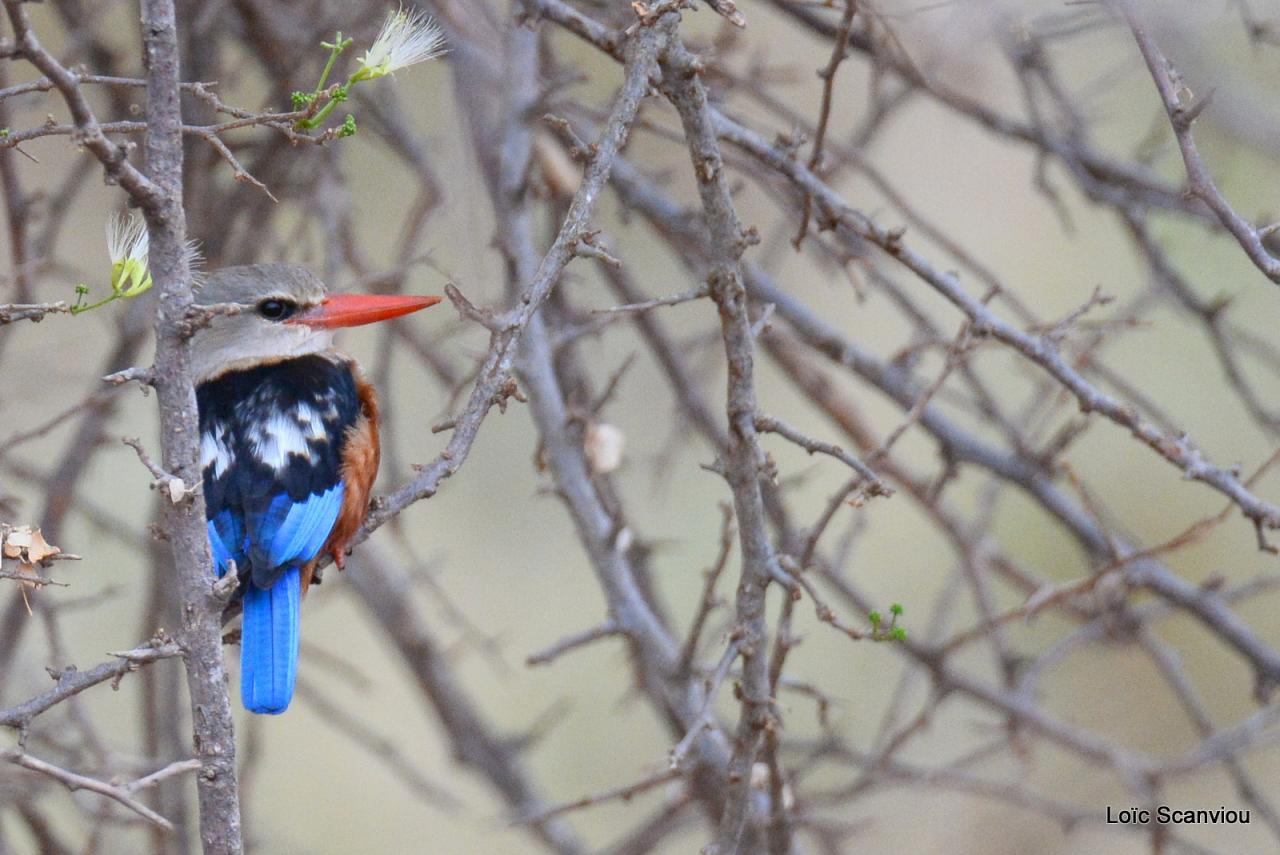 Martin-chasseur à tête grise/Grey-headed Kingfisher (2)