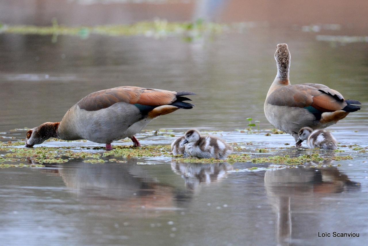 Ouette d' Egypte/Egyptian Goose (5)