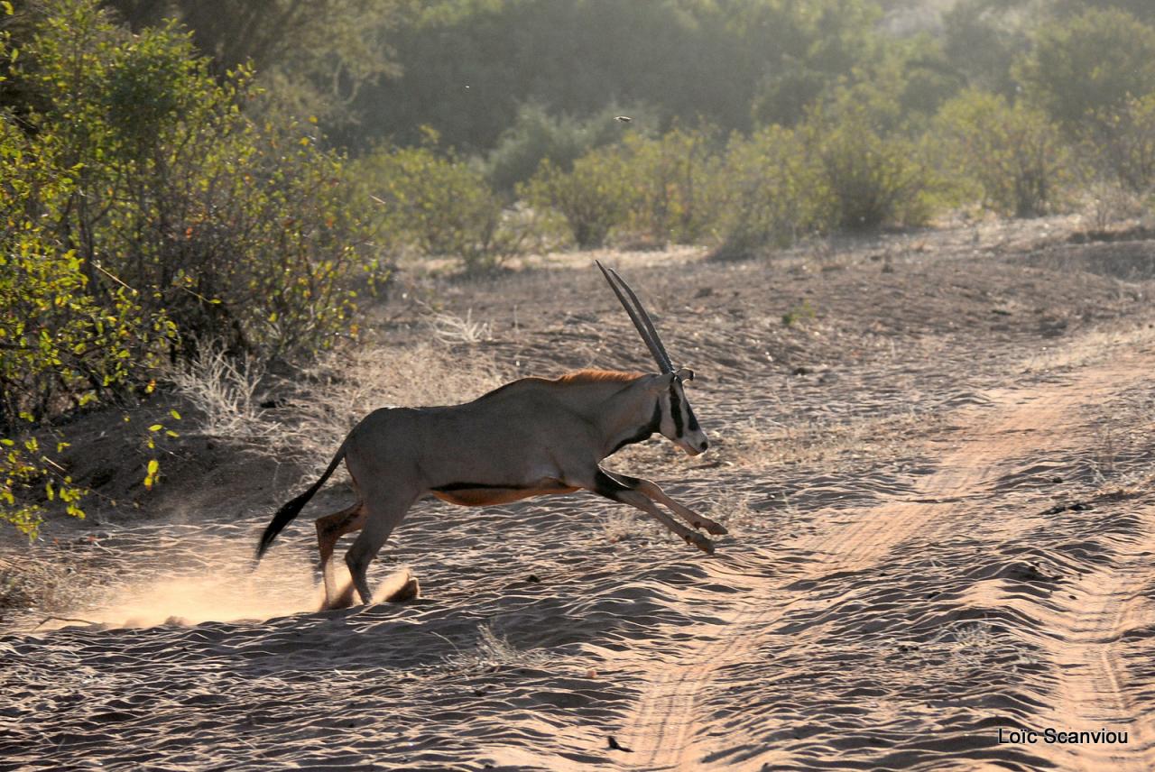 Oryx à oreilles frangées/Fringe-eared Oryx (6)