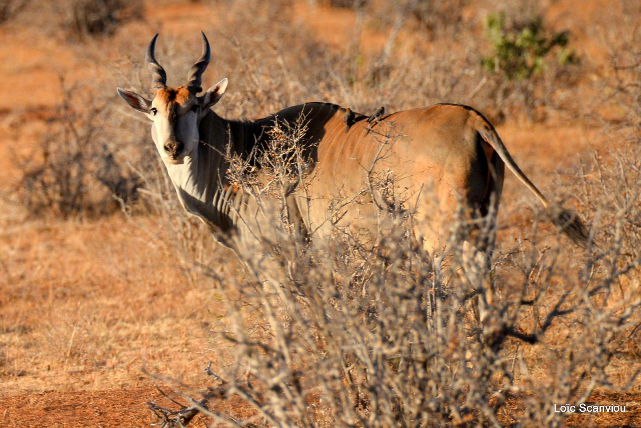 Eland du Cap/Cape Eland (3)