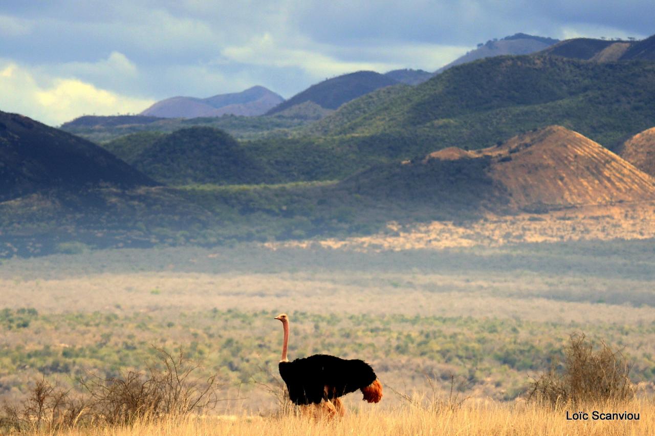 Autruche/Ostrich (2)