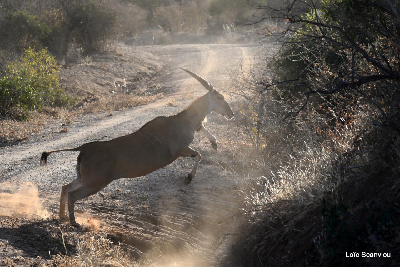 Eland du Cap/Cape Eland (4)