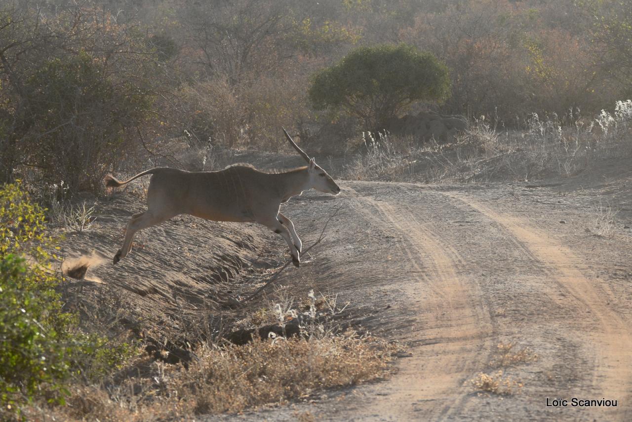 Eland du Cap/Cape Eland (5)