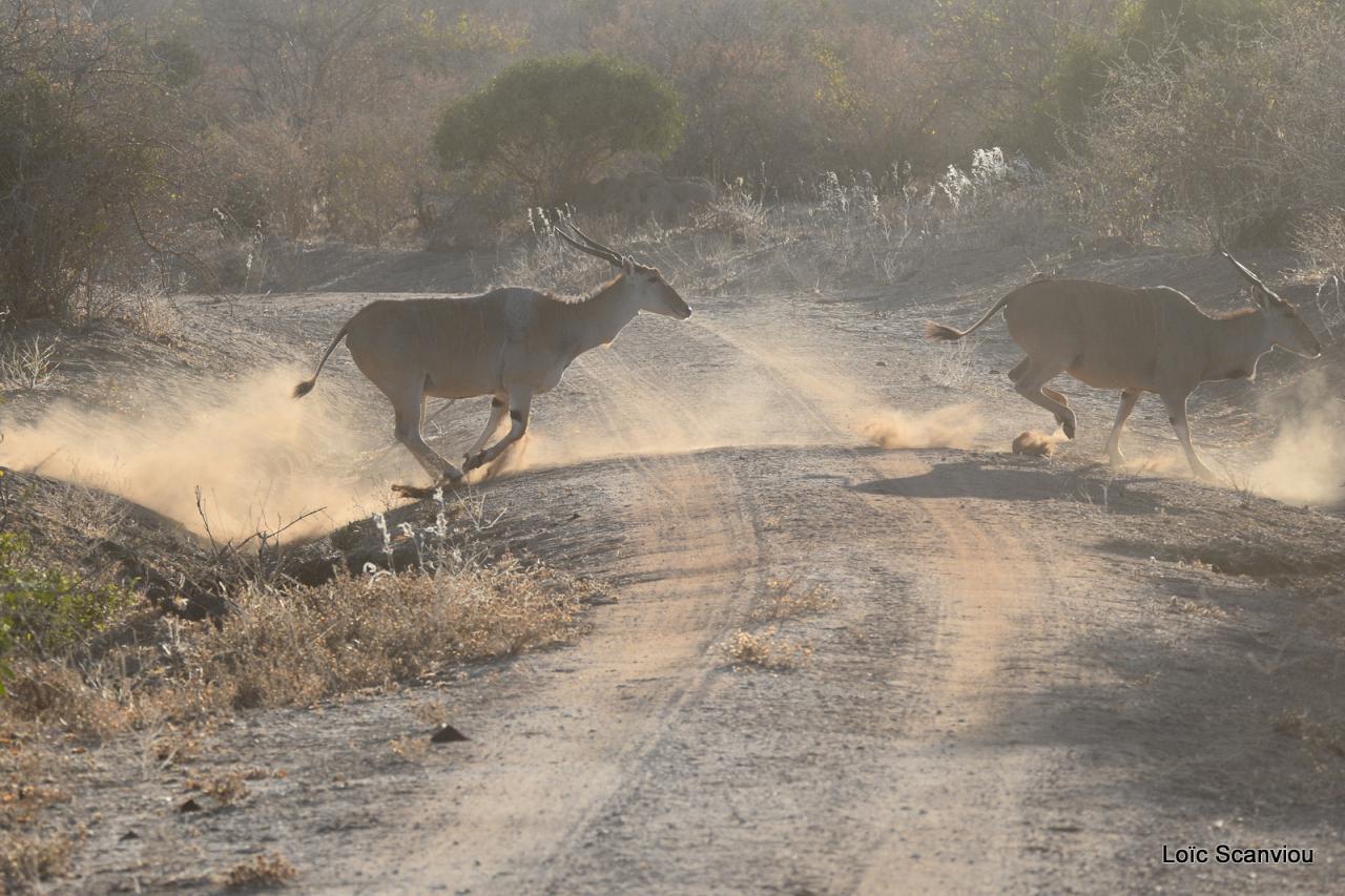 Eland du Cap/Cape Eland (6)