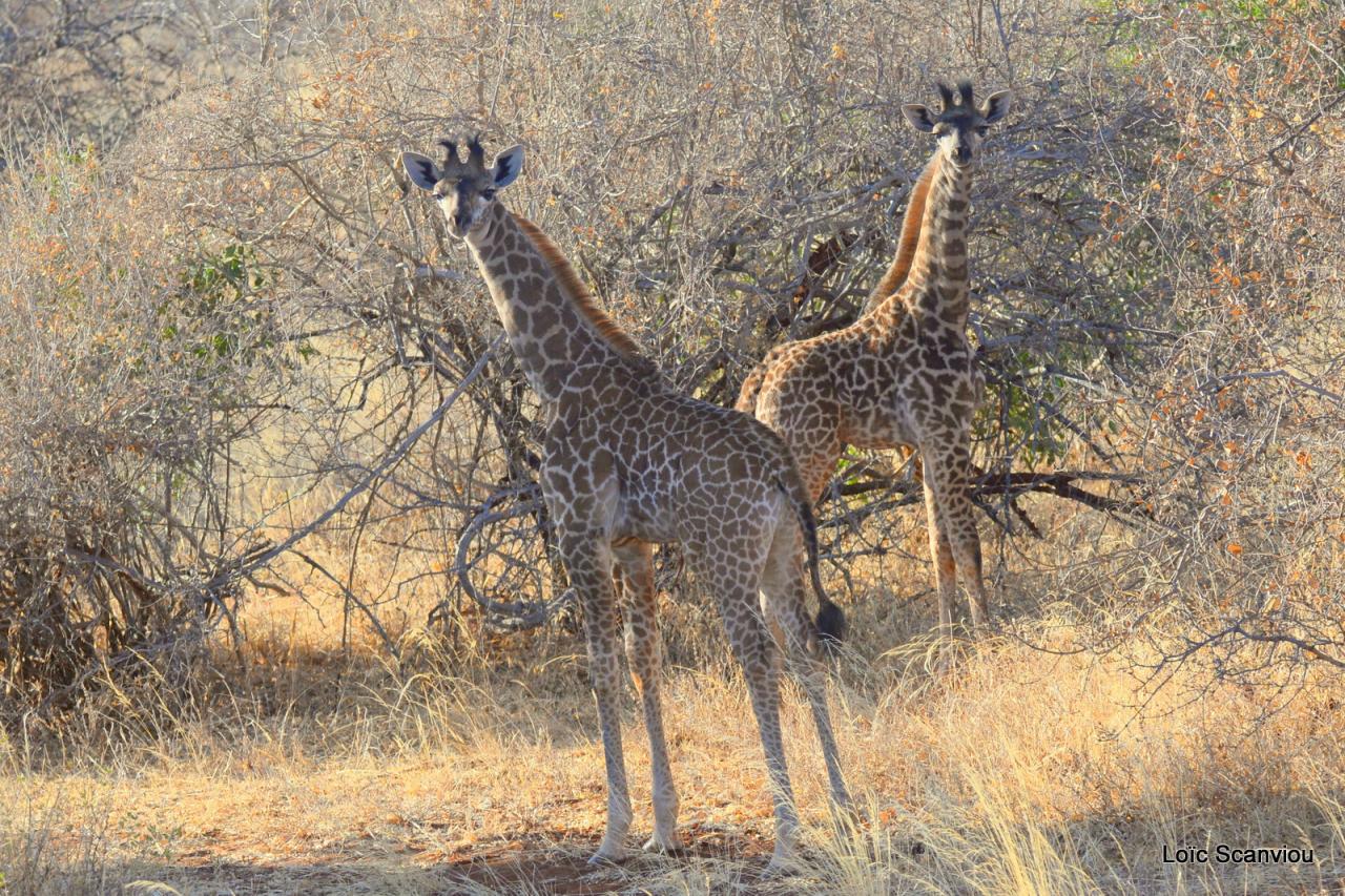Girafe/Giraffe (17)