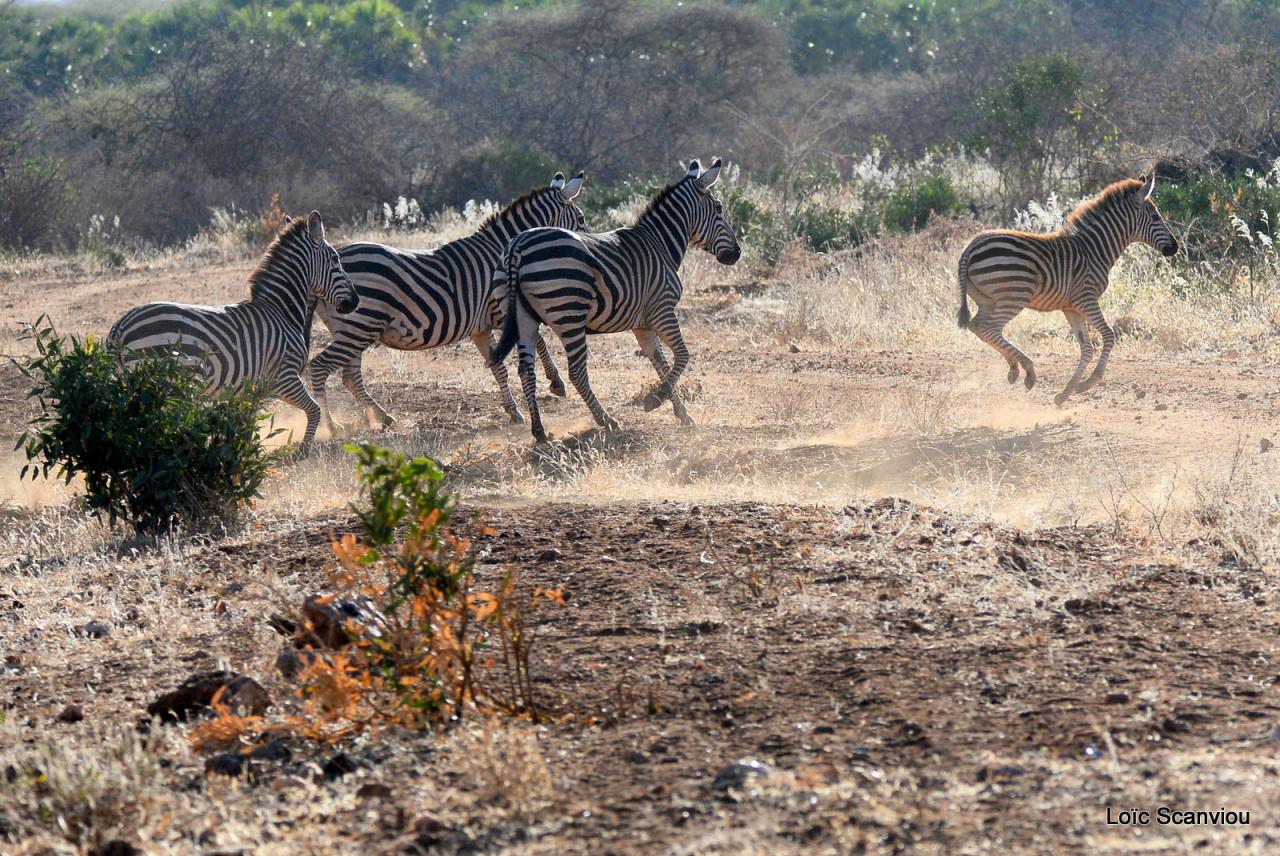 Zèbre/Zebra (15)