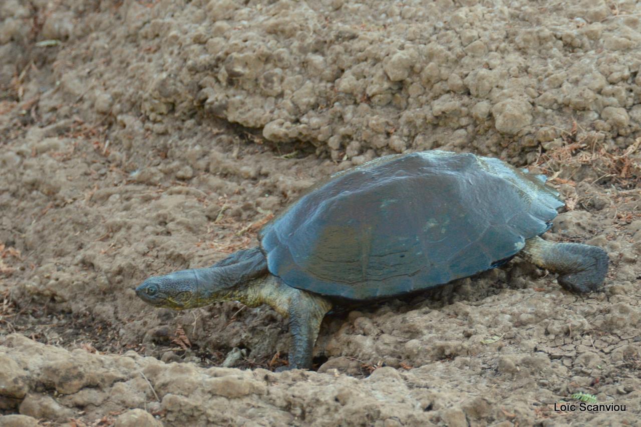 Tortue/Tortoise (1)