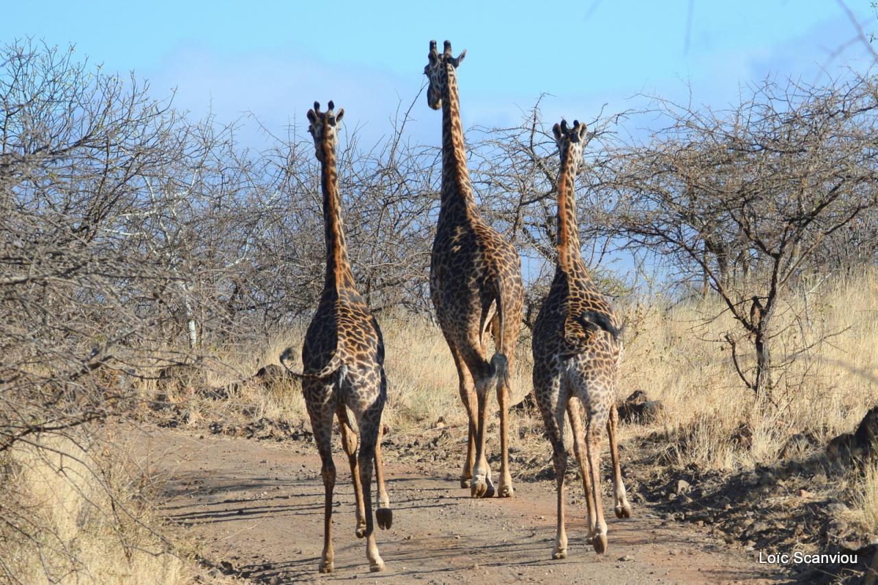 Girafe/Giraffe (19)