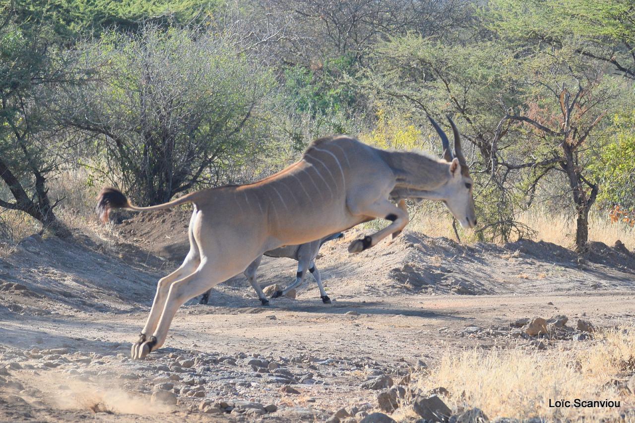 Eland du Cap/Cape Eland (7)