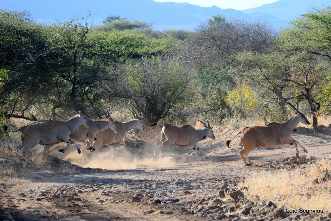 Eland du Cap/Cape Eland (8)