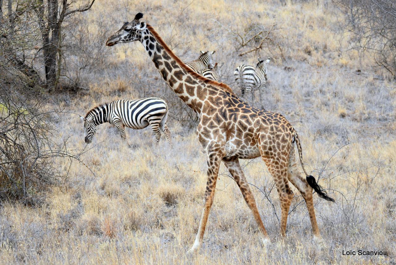 Girafe/Giraffe (3)