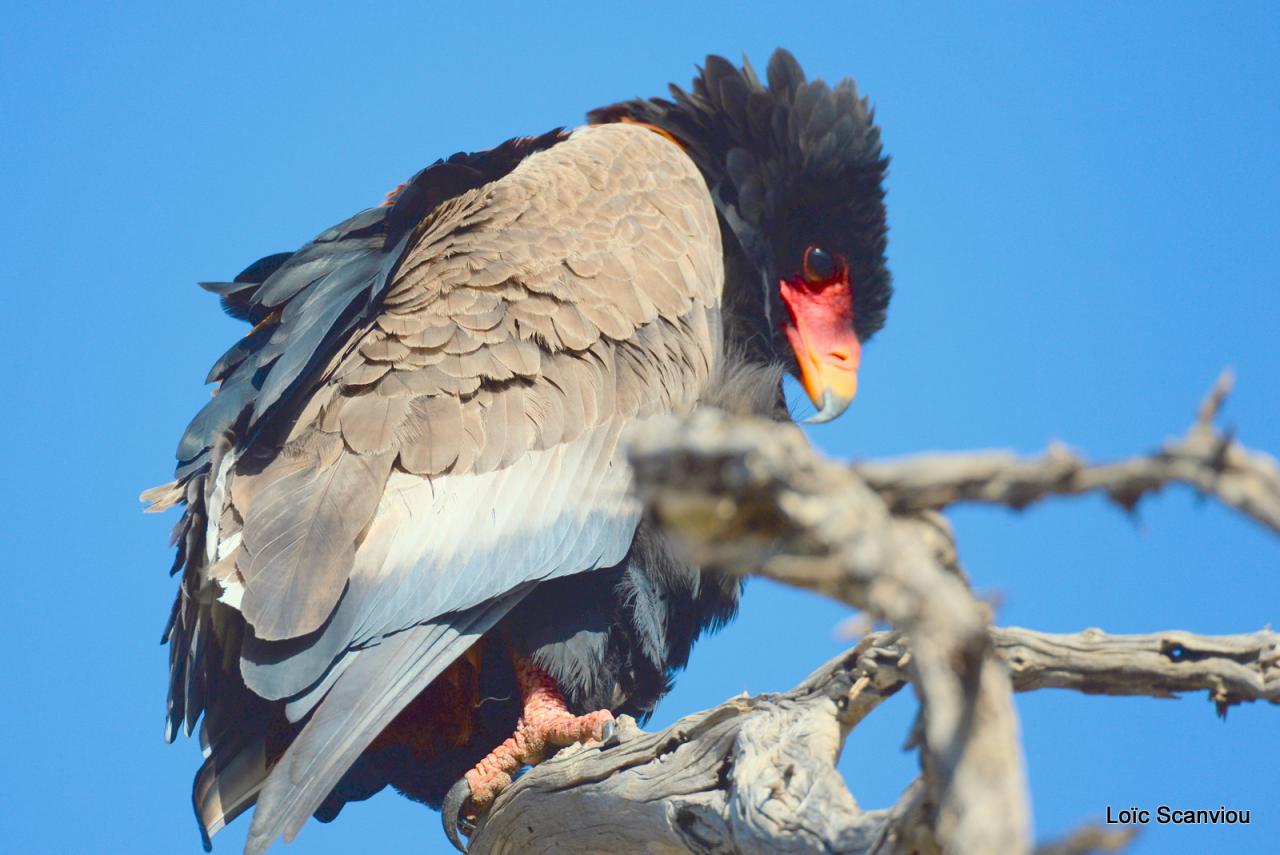 Aigle bateleur/Bateleur Eagle (1)