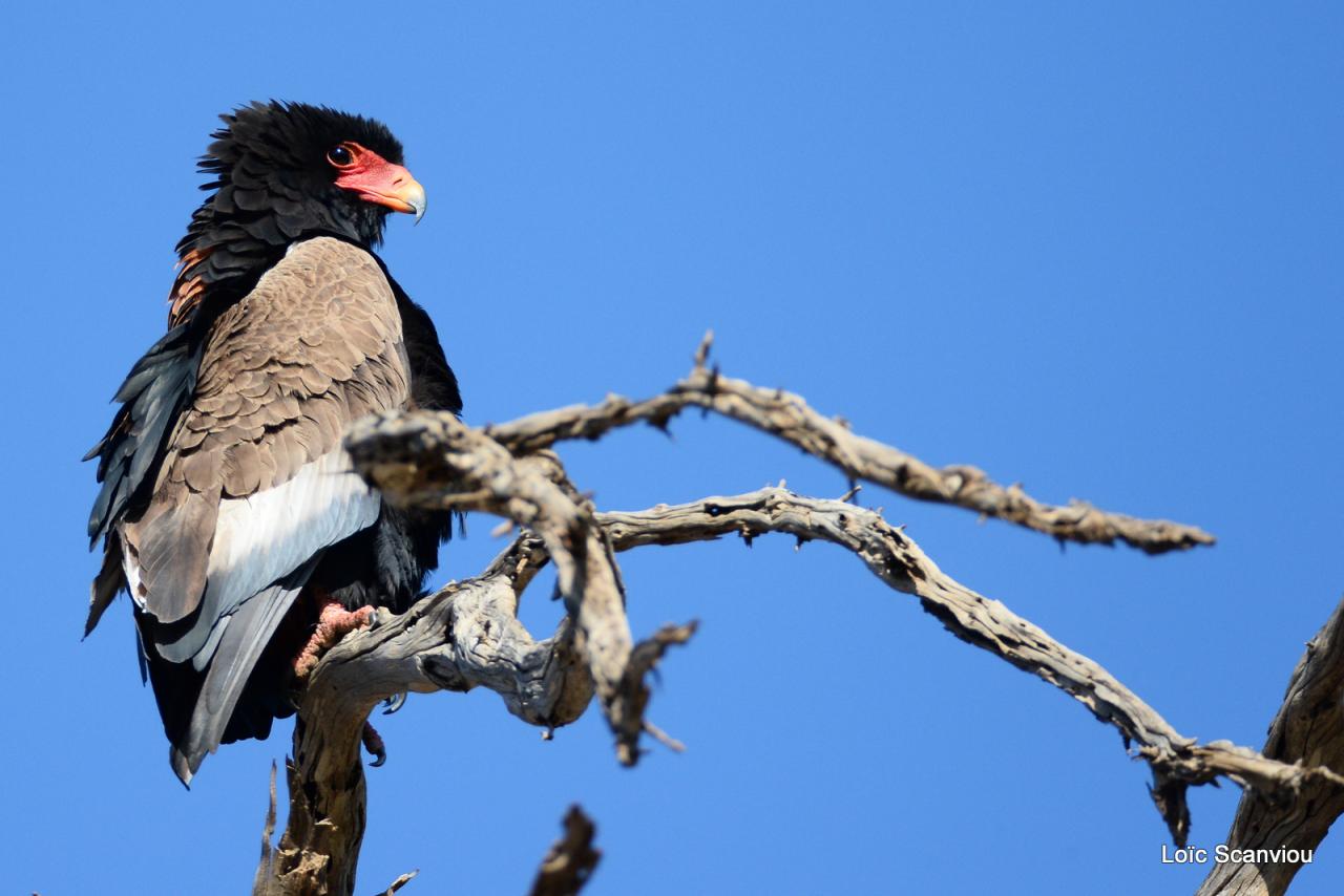 Aigle bateleur/Bateleur Eagle (2)