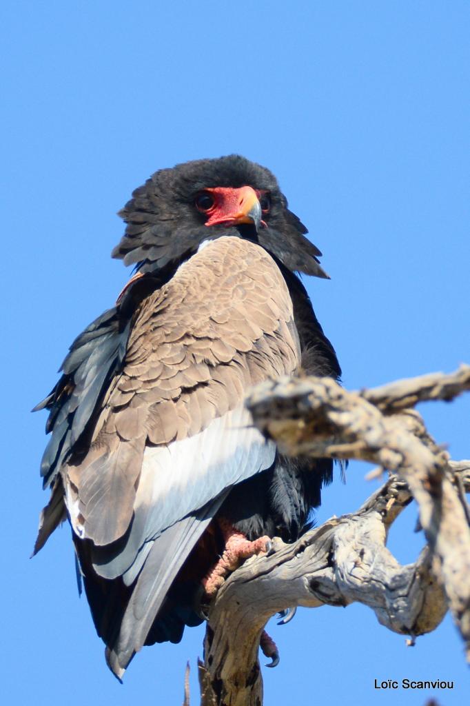 Aigle bateleur/Bateleur Eagle (3)