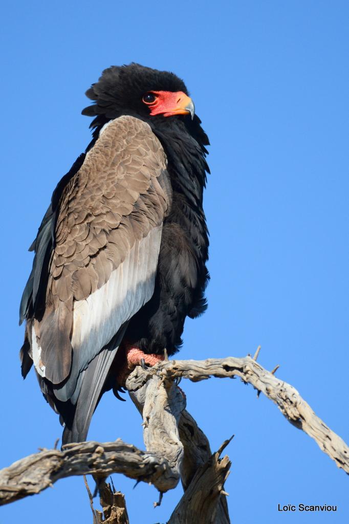 Aigle bateleur/Bateleur Eagle (4)