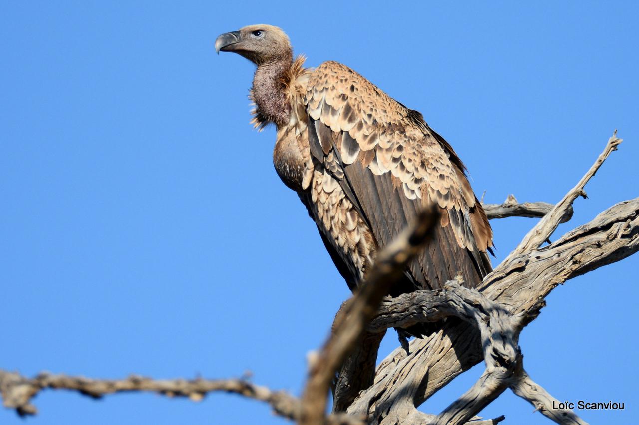 Tsavo West 2016 (214)