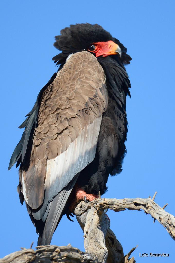 Aigle bateleur/Bateleur Eagle (5)