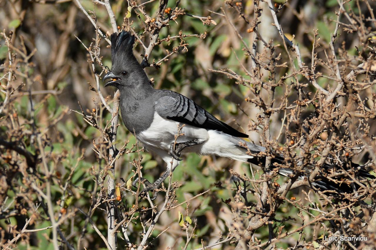 Touraco à ventre blanc/Go-away Bird (2)