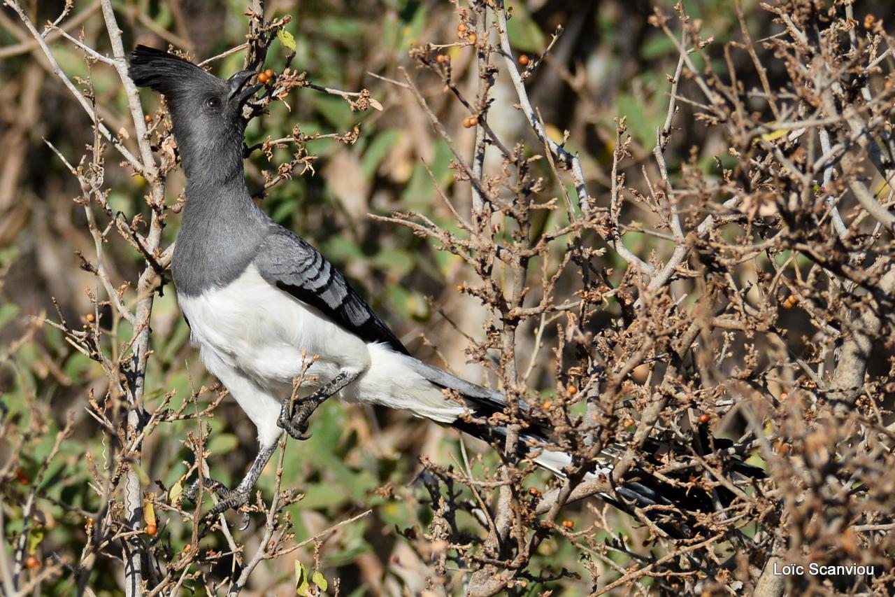 Touraco à ventre blanc/Go-away Bird (3)