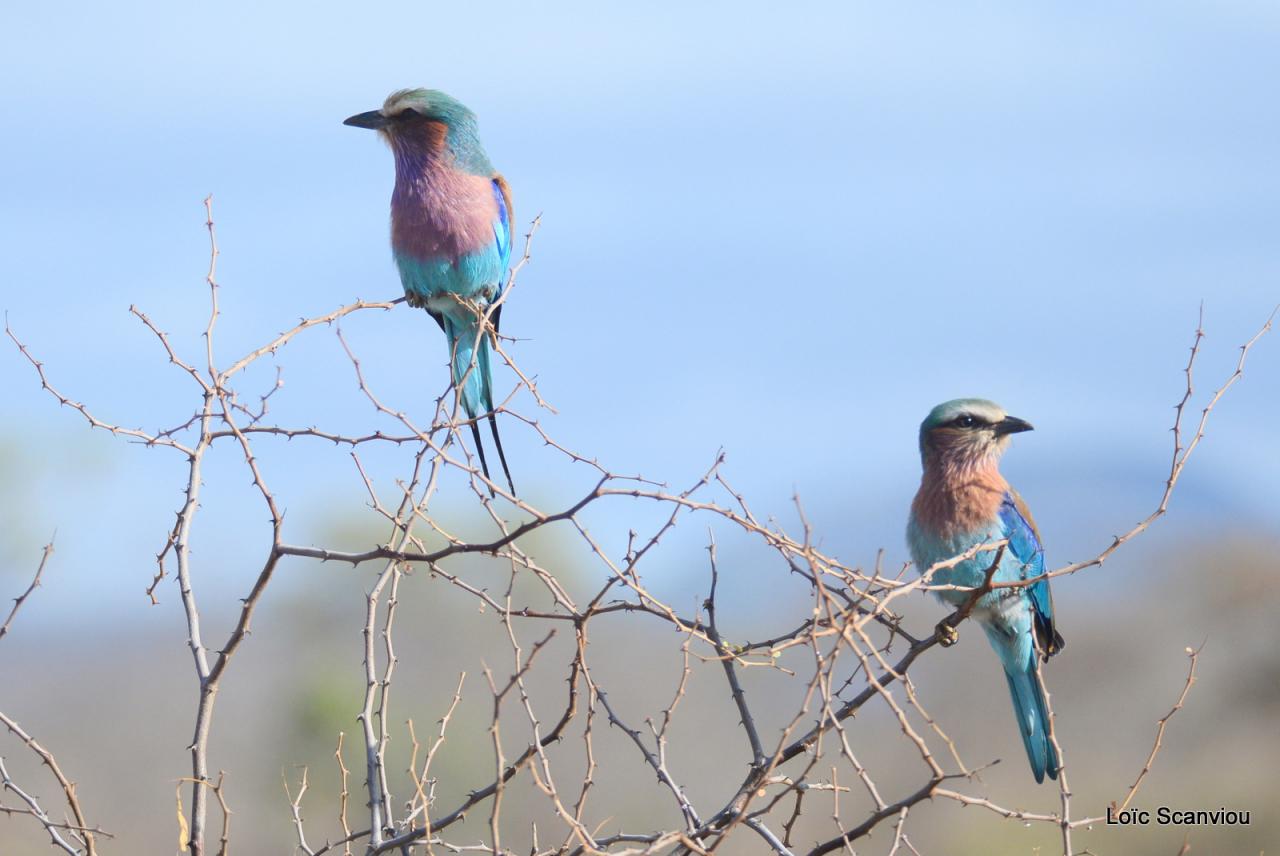 Rollier à longs brins/Lilac-breasted Roller (1)