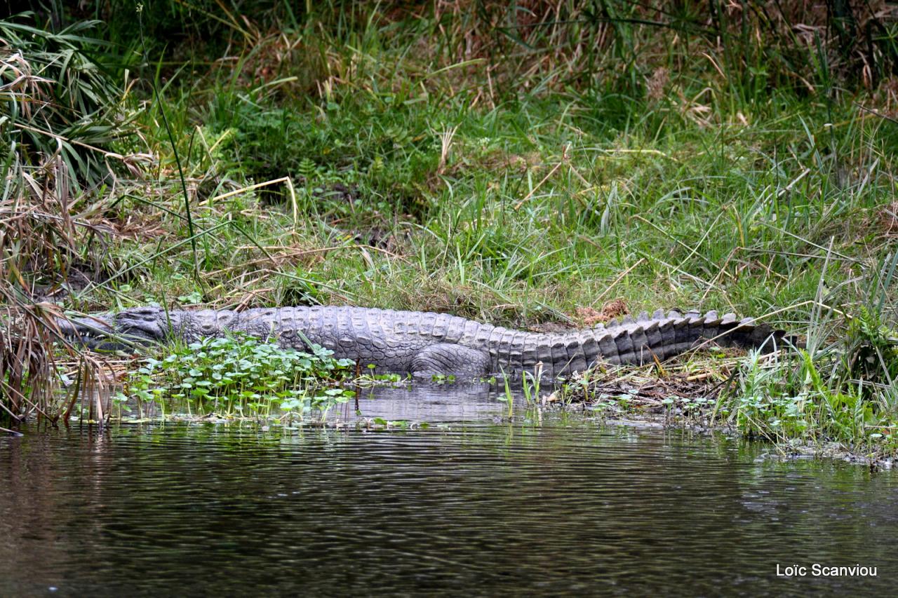 Crocodile (1)