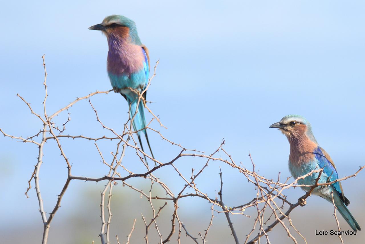 Rollier à longs brins/Lilac-breasted Roller (2)