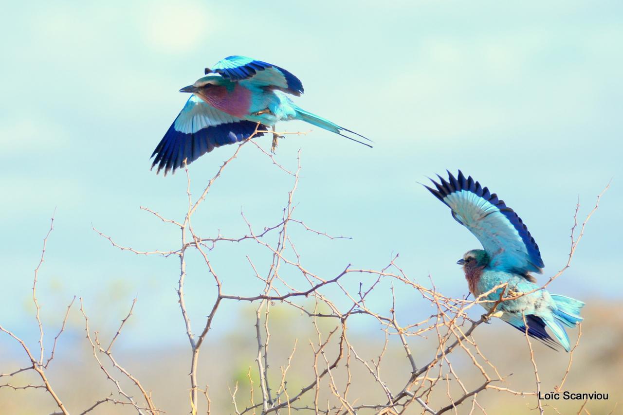Rollier à longs brins/Lilac-breasted Roller (3)