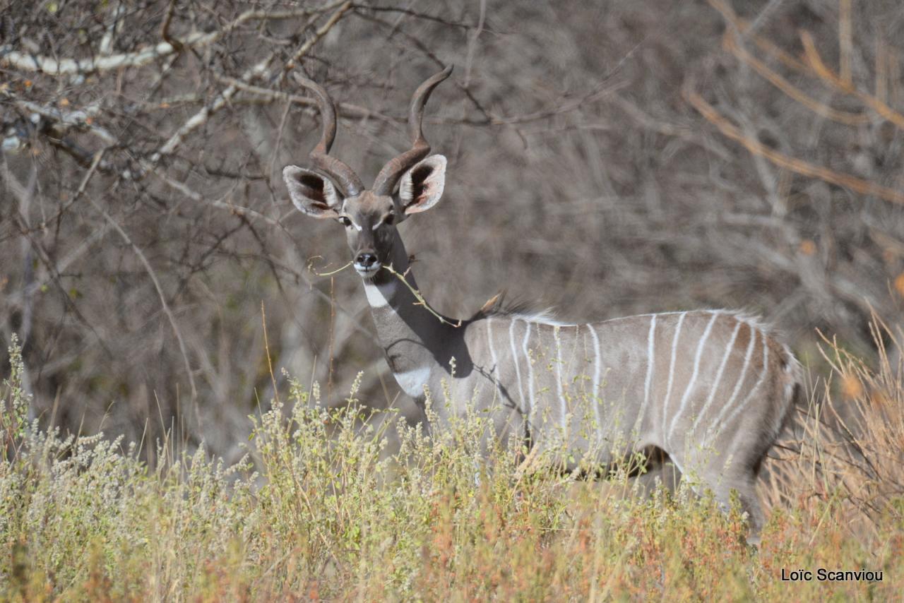  Peti Koudou/Lesser Kudu (3)