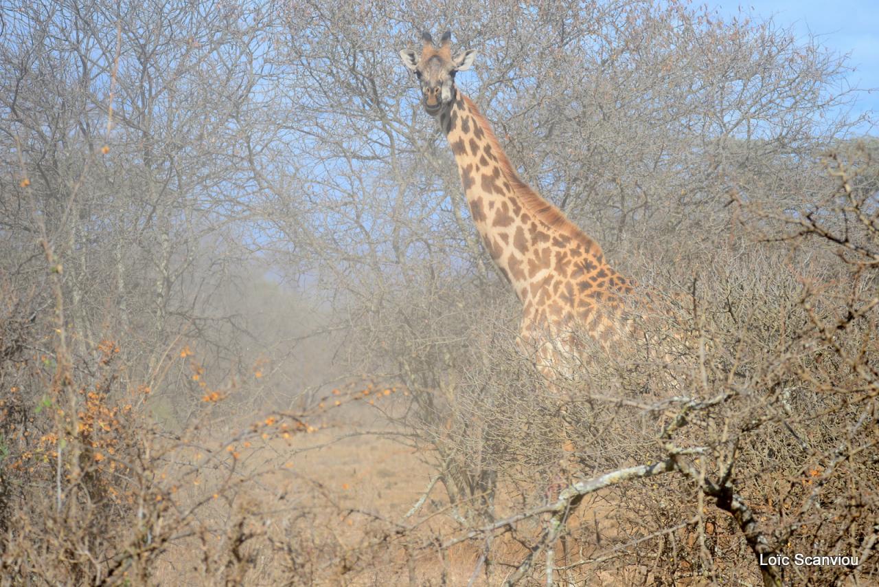 Girafe/Giraffe (20)