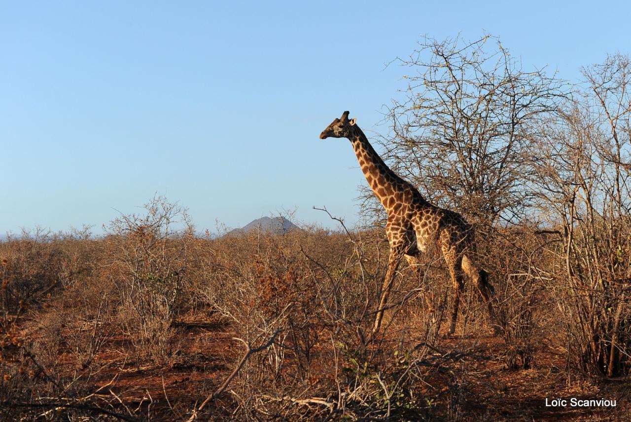 Girafe/Giraffe (21)