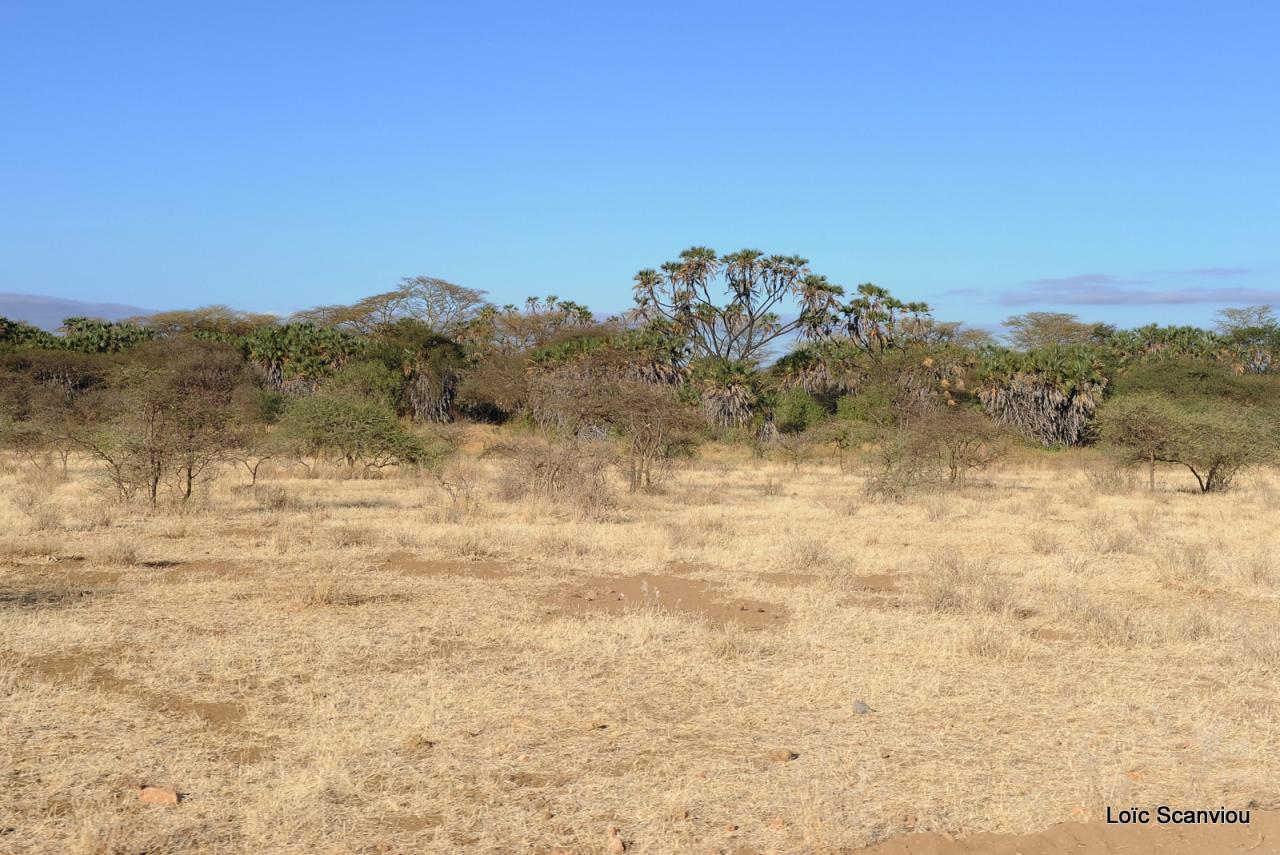 Tsavo West (32)