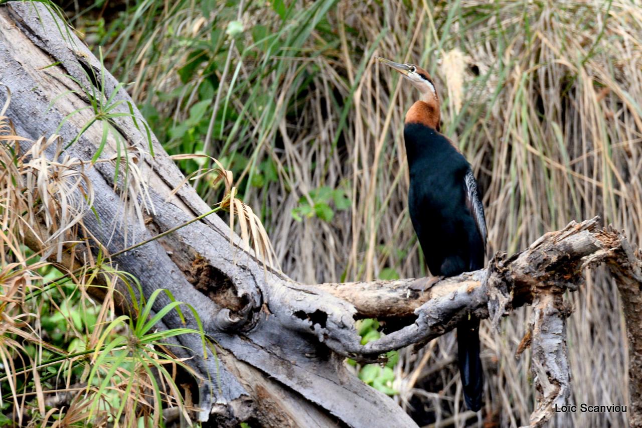 Anhinga d'Afrique/African Darter (1)