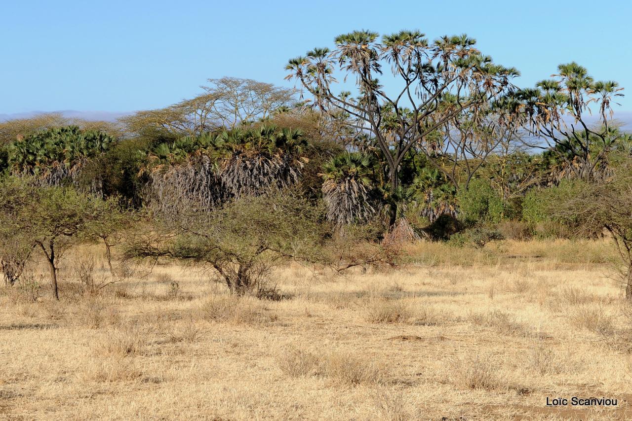 Tsavo West (33)