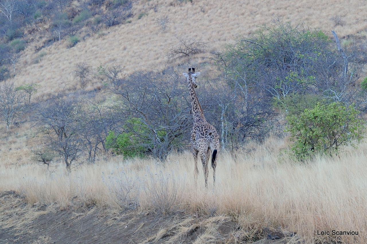 Girafe/Giraffe (22)