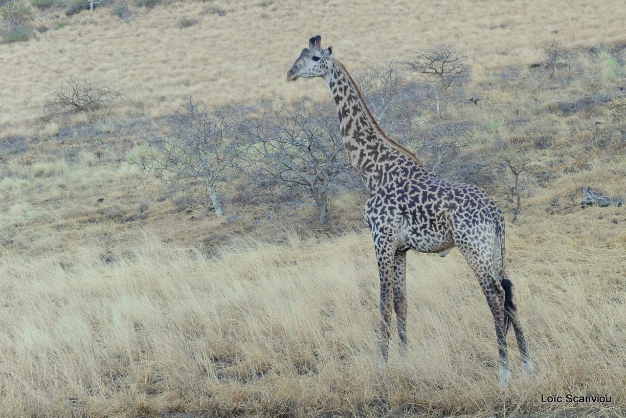 Girafe/Giraffe (23)